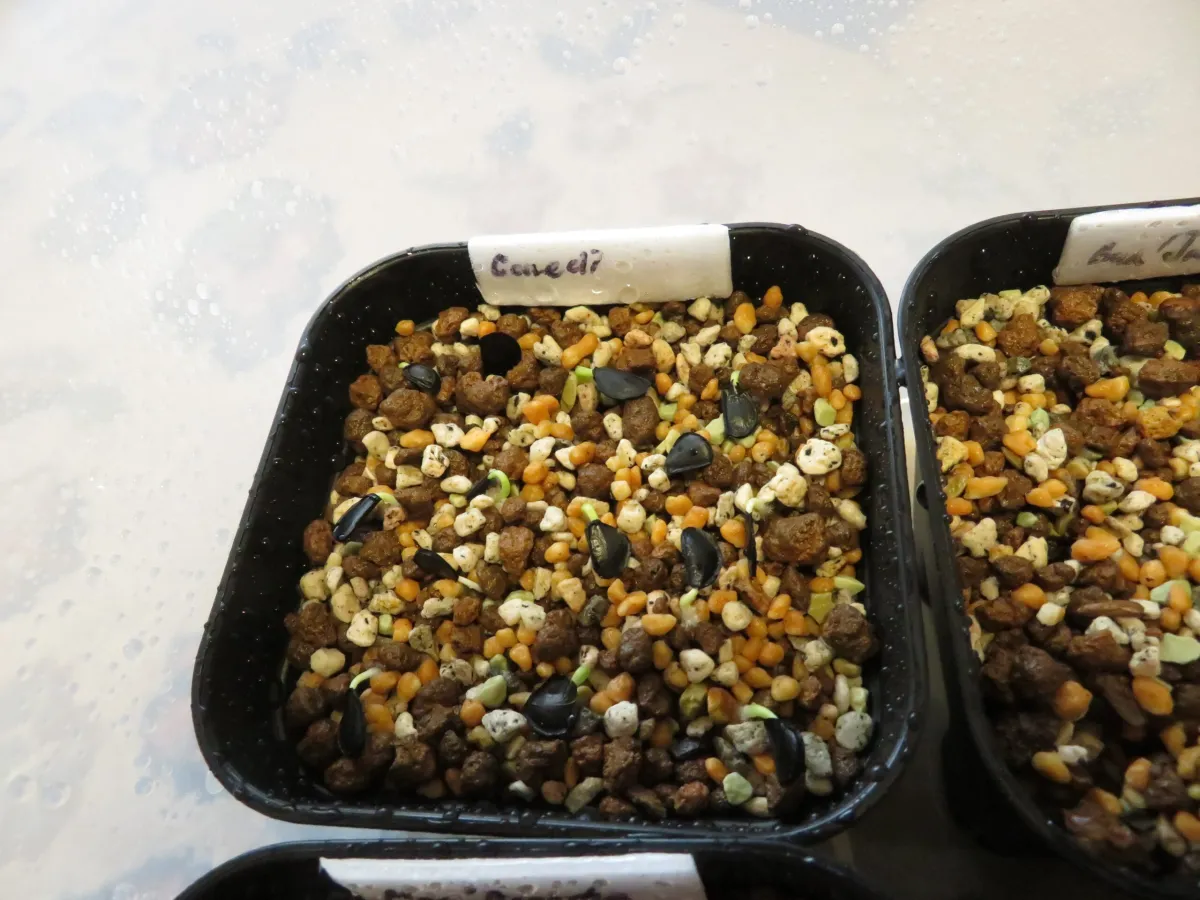 Agave parryi var. couesii (アガベ コウエシー)