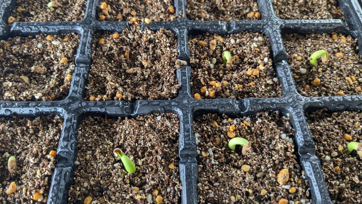 Adenium arabicum (アデニウム アラビカム)