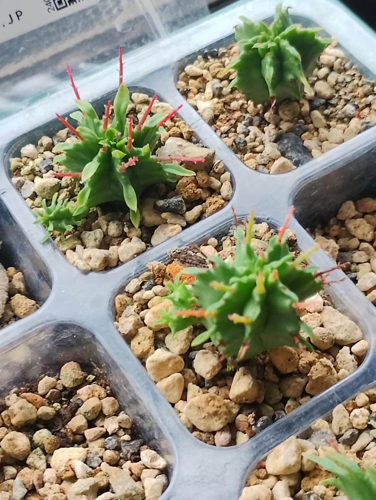 Euphorbia polygona (ユーフォルビア ポリゴナ)