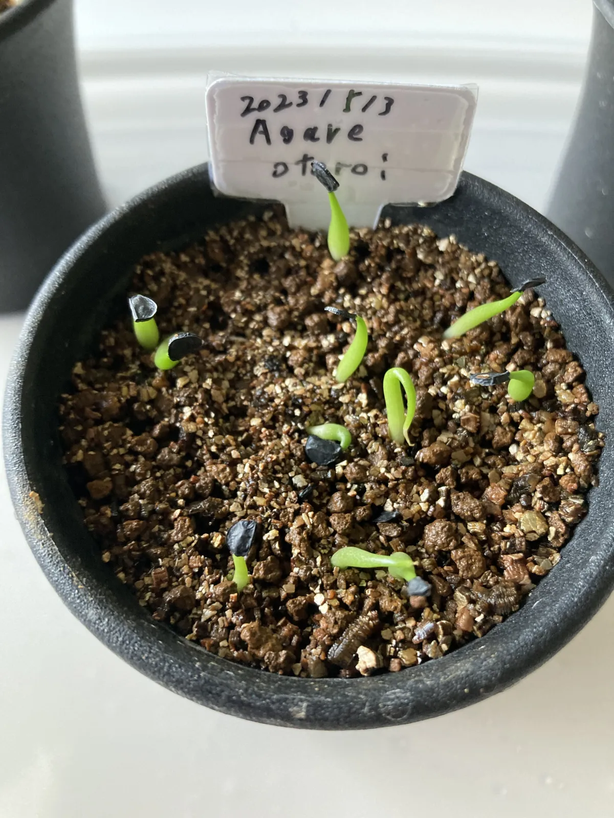 Agave oteroi (アガベ オテロイ)