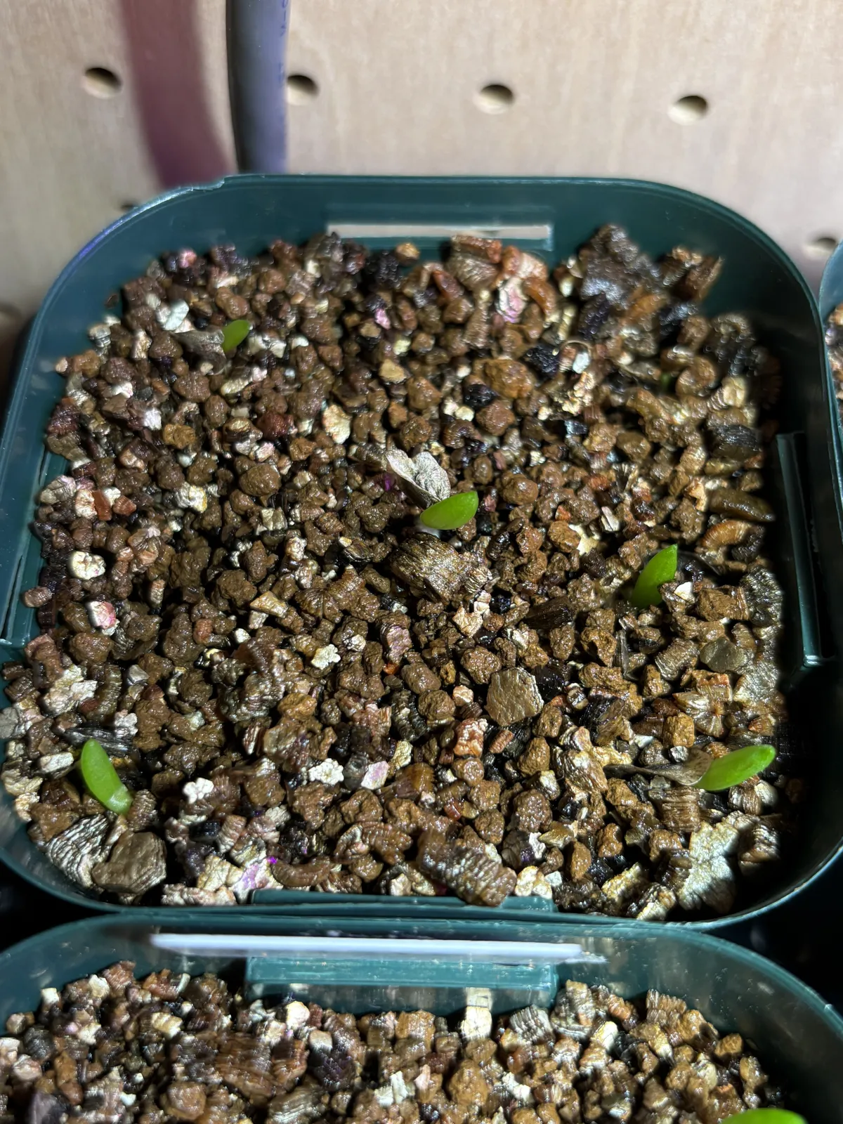 Aloe dichotoma (アロエ ディコトマ)