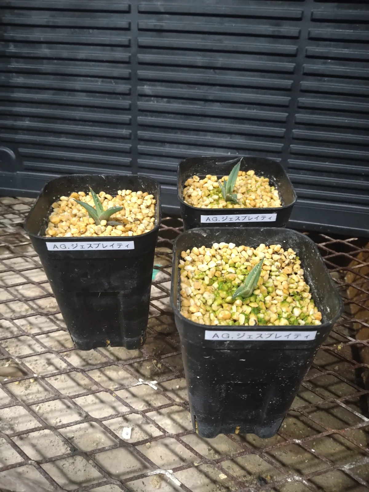 Agave ghiesbreghtii (アガベ ジェスブレイティ)