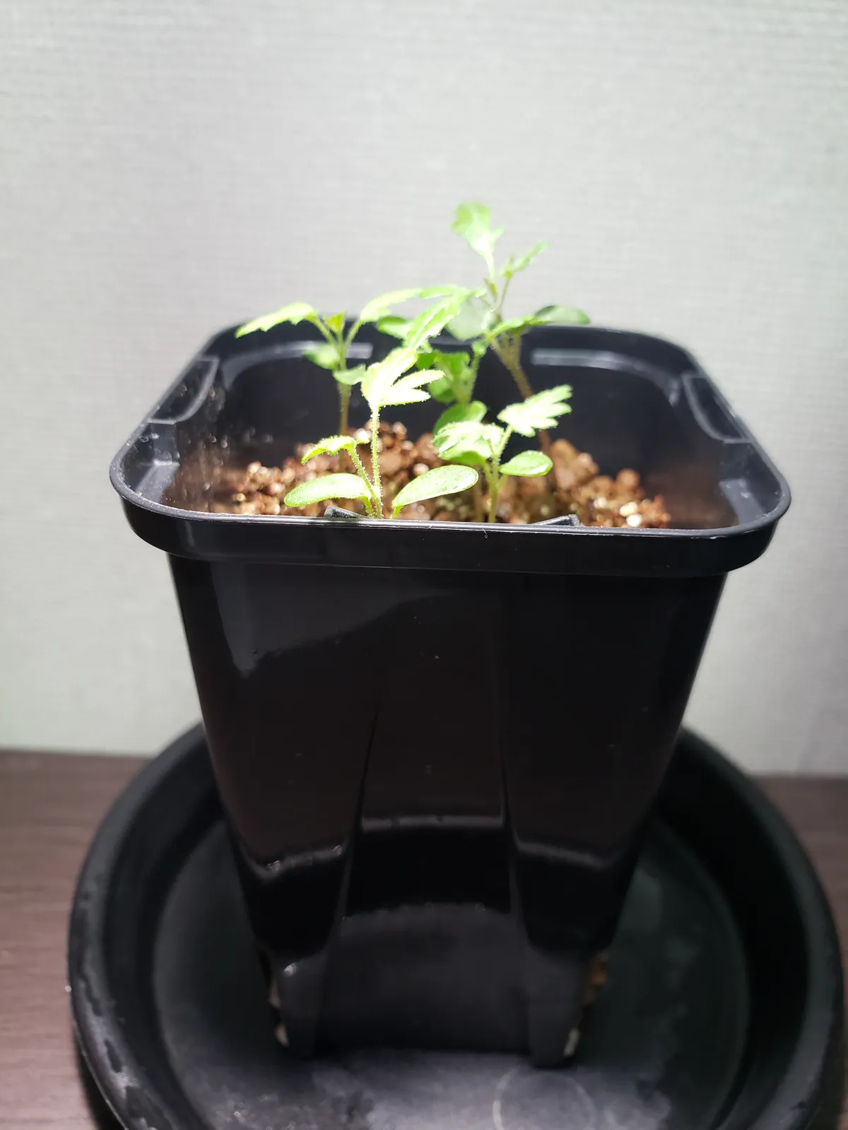 Pachycormus discolor (パキコルムス ディスカラー)