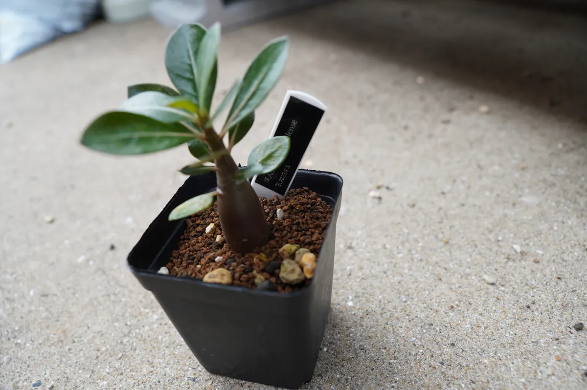 Adenium somalense (アデニウム ソマレンセ)