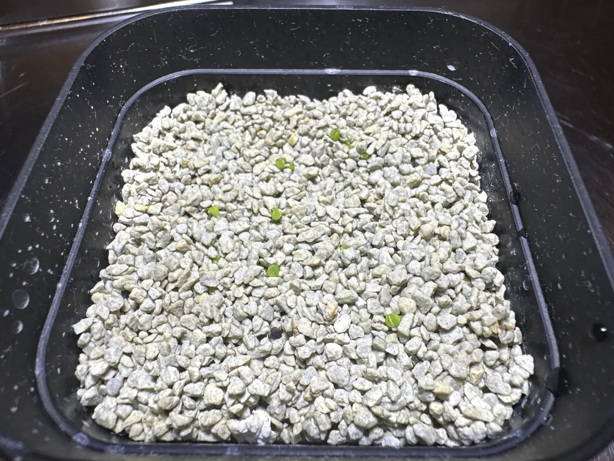 Lapidaria margaretae (ラピダリア マーガレッティ 魔玉)