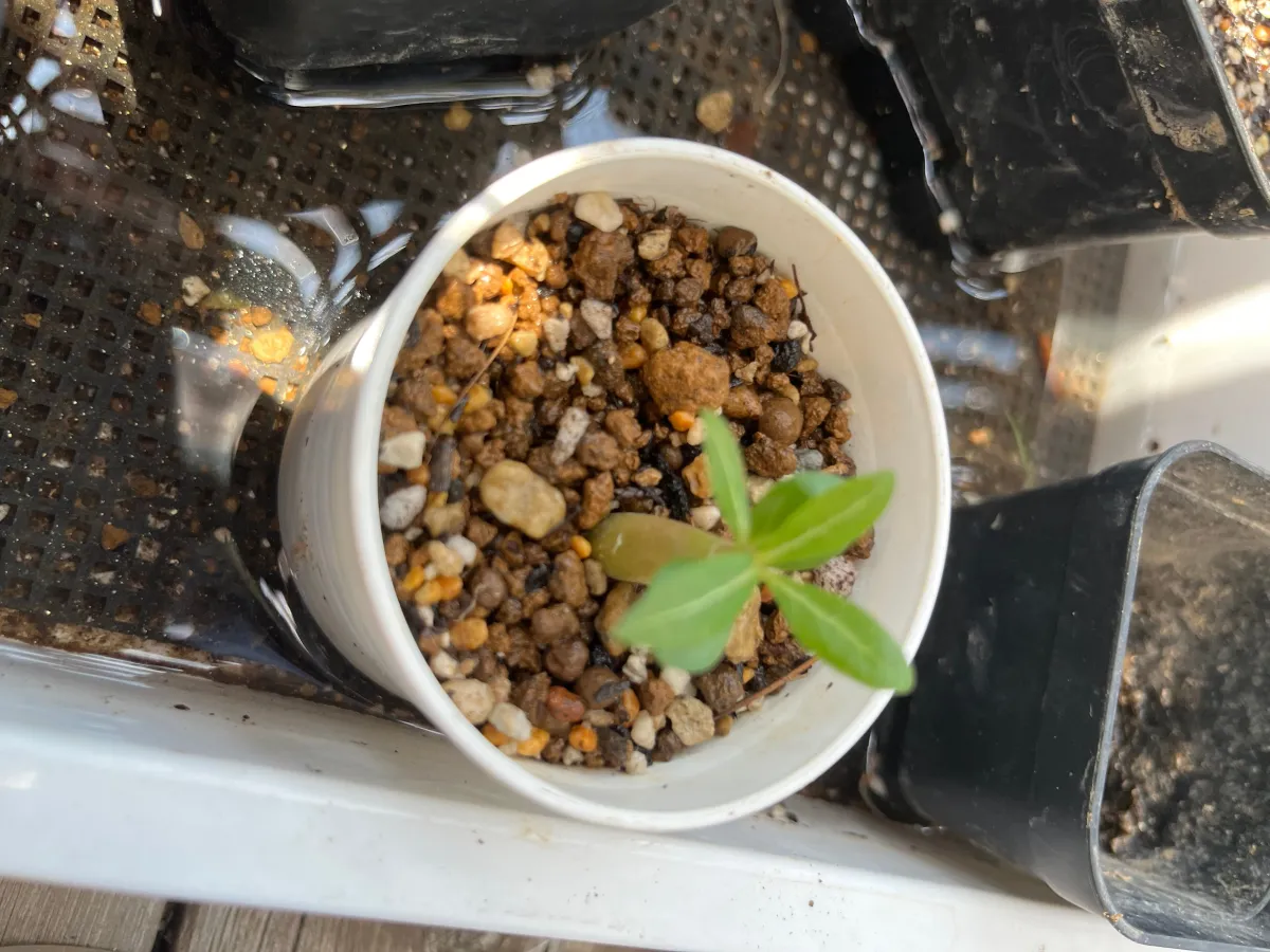 Adenium obesum (アデニウム オベスム)