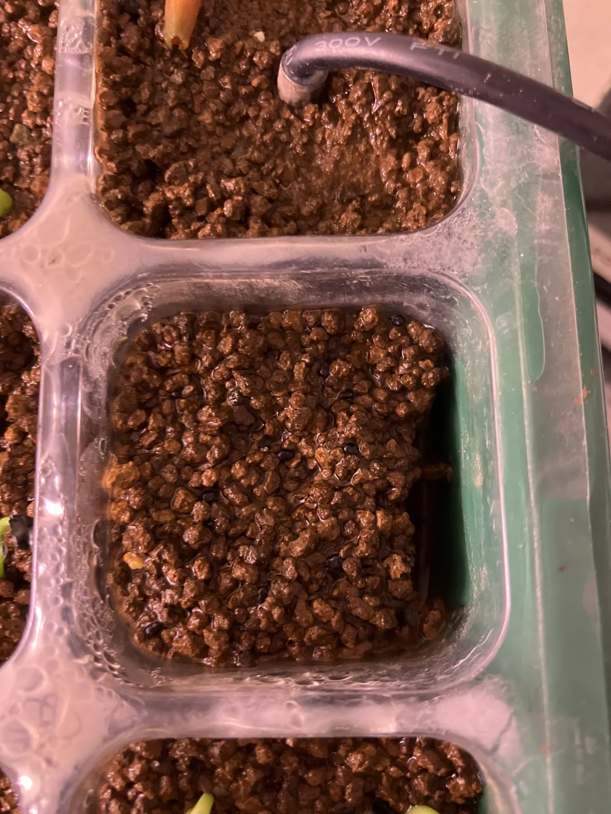 Cephalocereus columna-trajani (セファロケレウス 真皇)