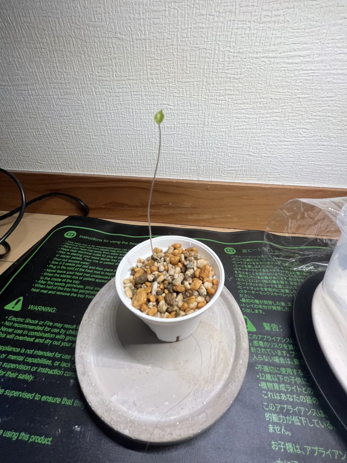 Dioscorea elephantipes (ディオスコレア エレファンティペス アフリカ亀甲竜)