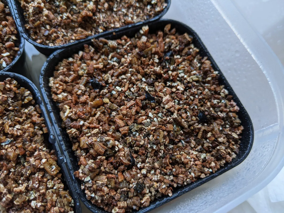 Kumara plicatilis (アロエ プリカティリス)