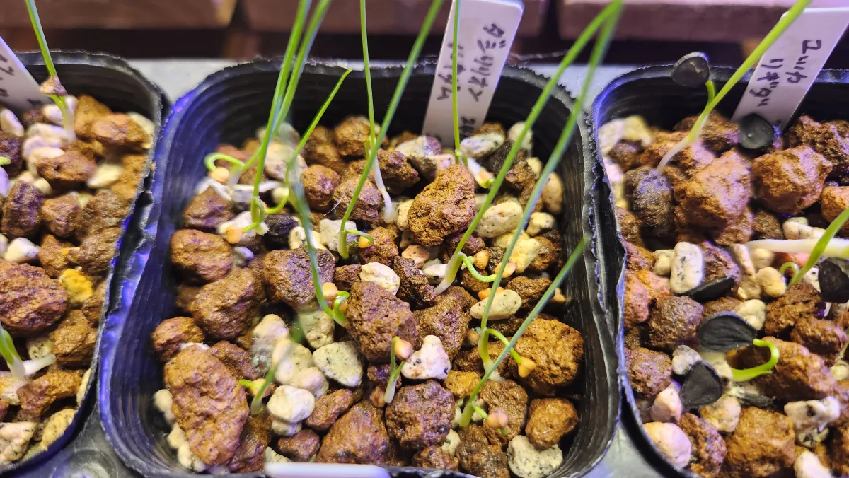 Dasylirion lucidum (ダシリリオン ルキダム)