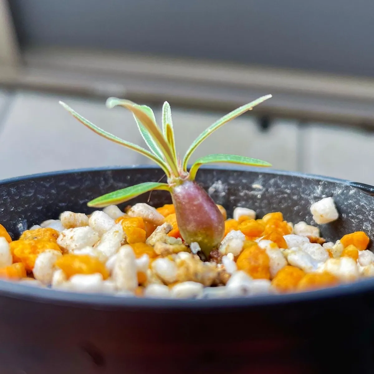 Pachypodium rosulatum var. gracilius (パキポディウム グラキリス)