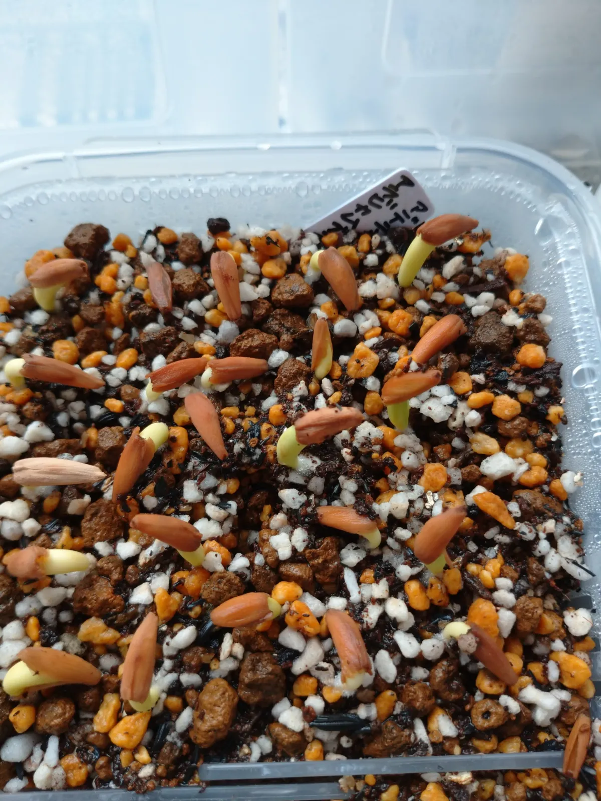 Adenium arabicum Black Stem (アデニウム アラビカム ブラックステム)