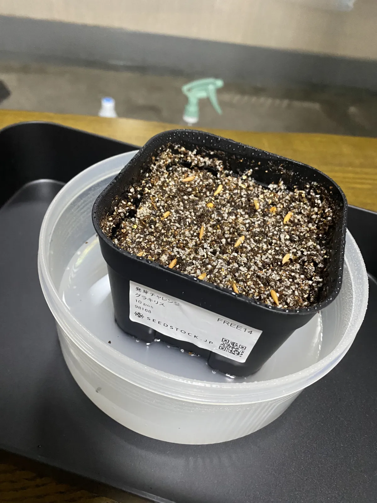 [無料種子] 発芽難 パキポディウム グラキリス　 Pachypodium rosulatum var. gracilius