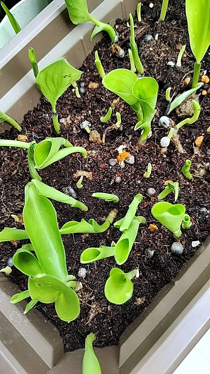 Strelitzia reginae (ストレリチア レジーナ)