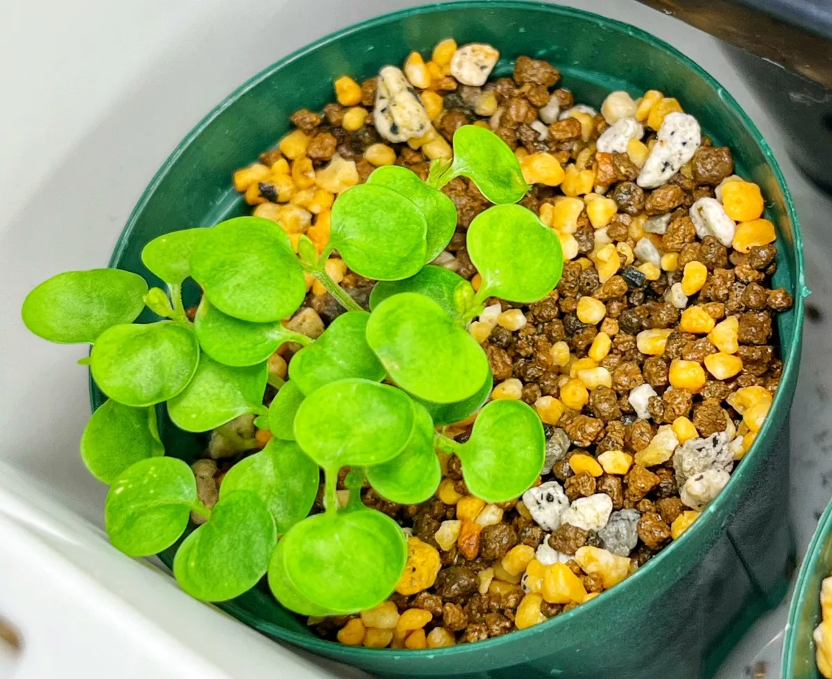 Hypoestes phyllostachya Pink (ヒポエステス フィロスタキア ピンク)