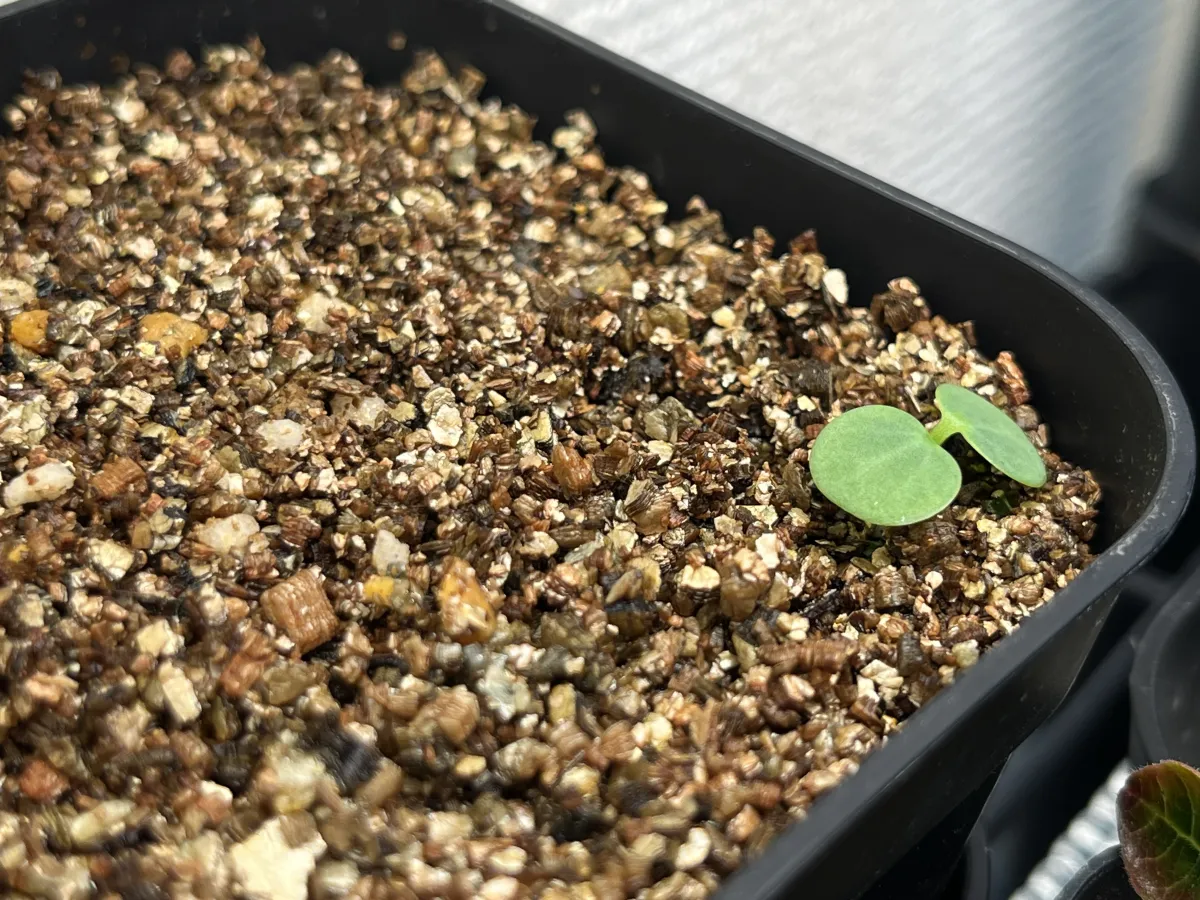 Euphorbia primulifolia var. primulifolia (ユーフォルビア プリムリフォリア)