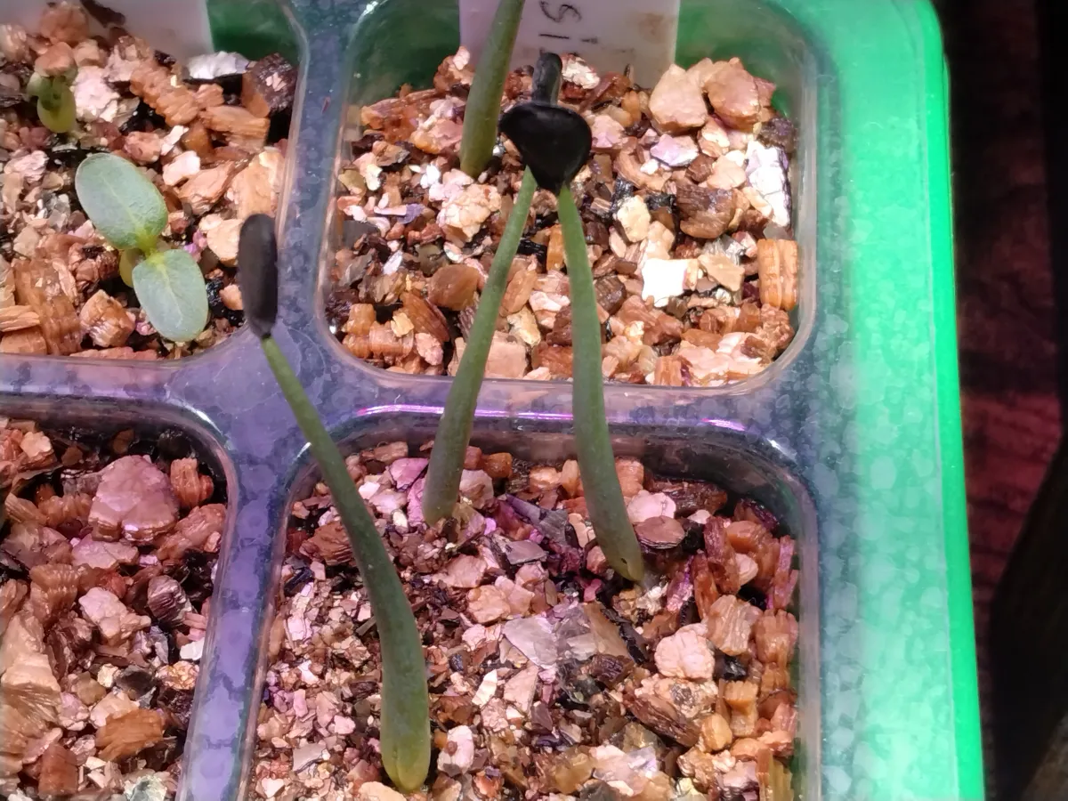 Agave shrevei ssp. matapensis (アガベ シュリベイマタペンシス)