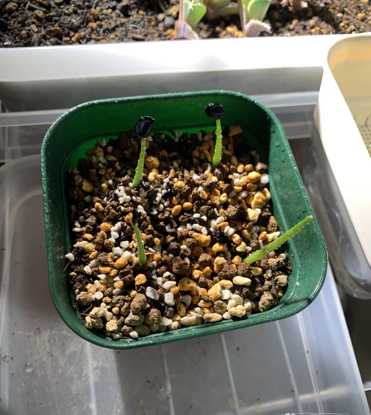 Agave salmiana subsp. salmiana (アガベ サルミアナ)