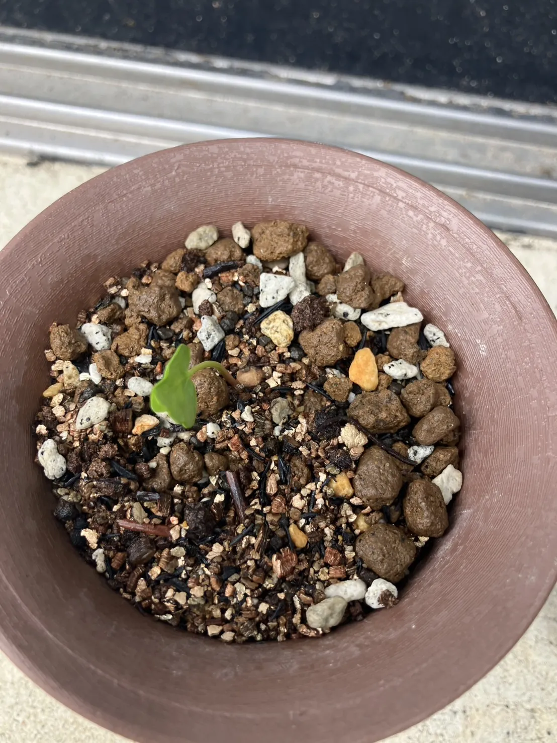 Commiphora monstruosa (コミフォラ モンストローサ)