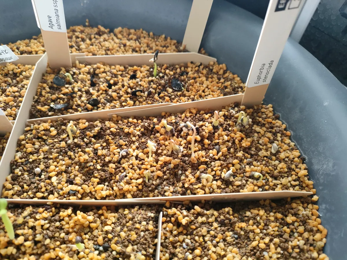 Euphorbia stenoclada subsp. stenoclada (ユーフォルビア ステノクラーダ)