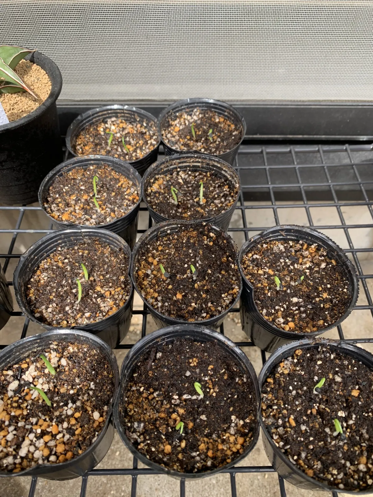 Agave oteroi (アガベ オテロイ)