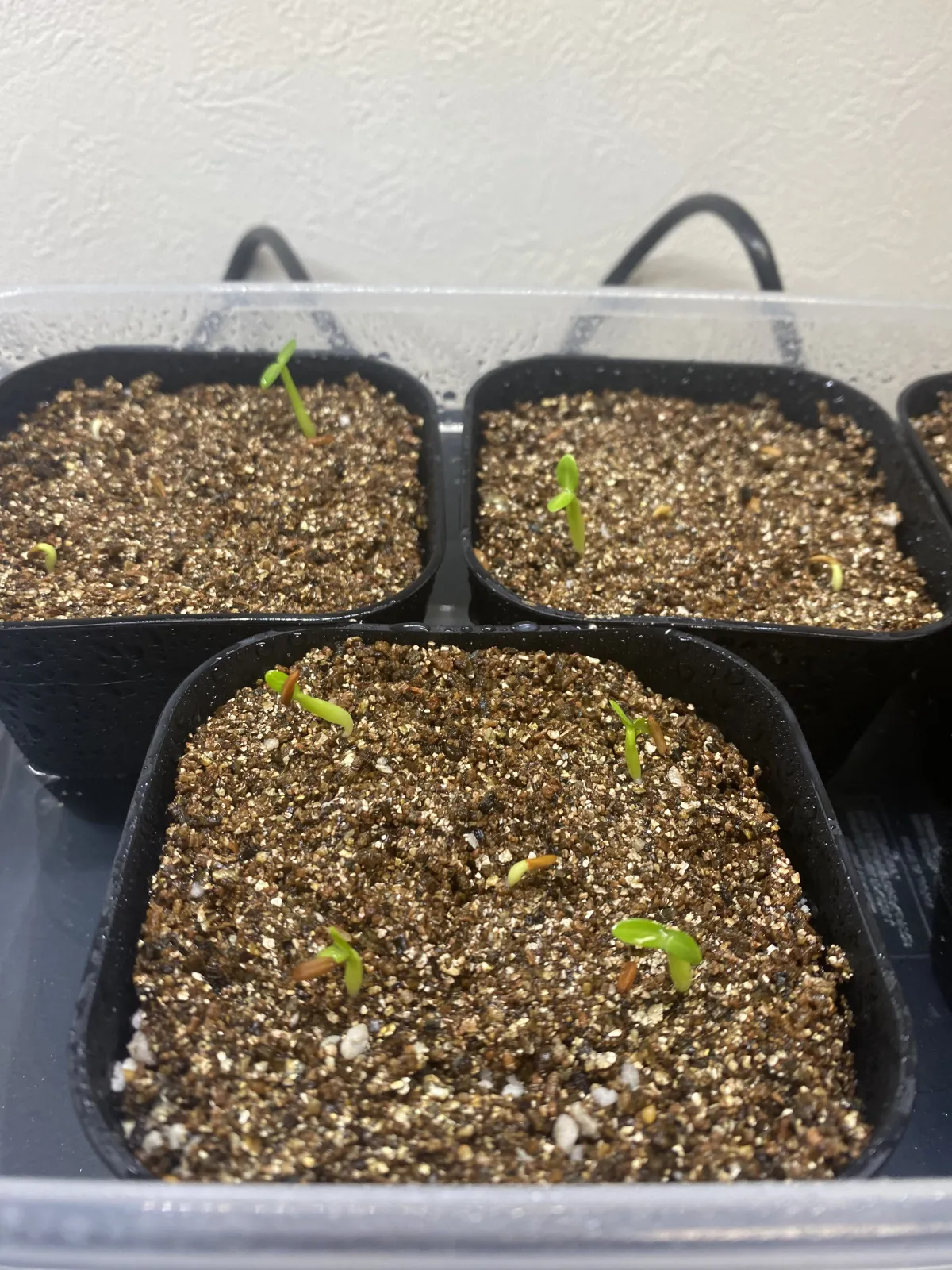 Pachypodium rosulatum var. gracilius (パキポディウム グラキリス)