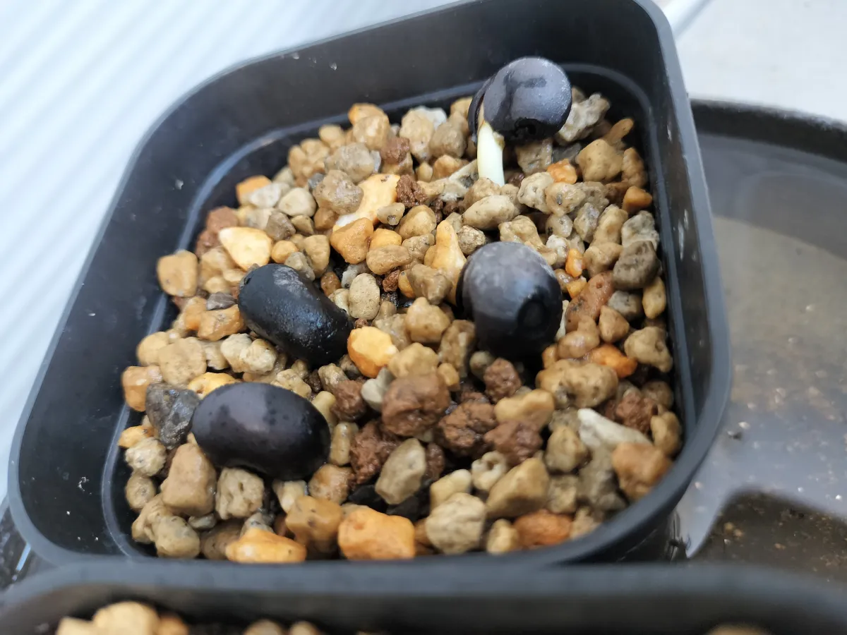 Adansonia digitata (アダンソニア（バオバブ） ディギタータ)