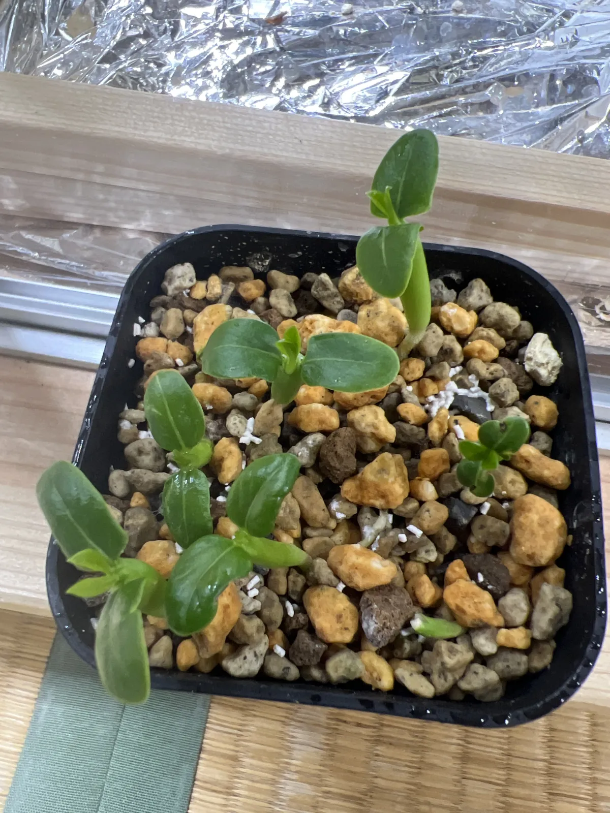 Pachypodium lamerei (パキポディウム ラメレイ 夢叶棒)