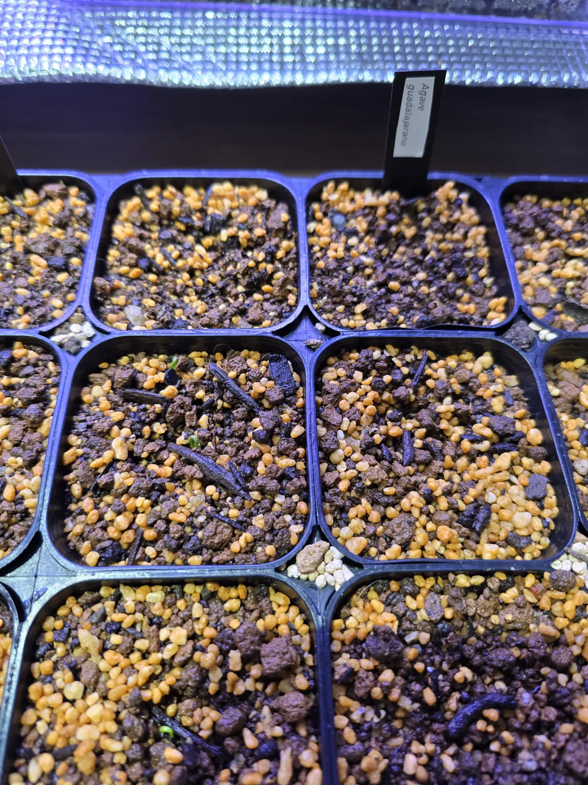 Agave guadalajarana (アガベ グアダラハラナ)