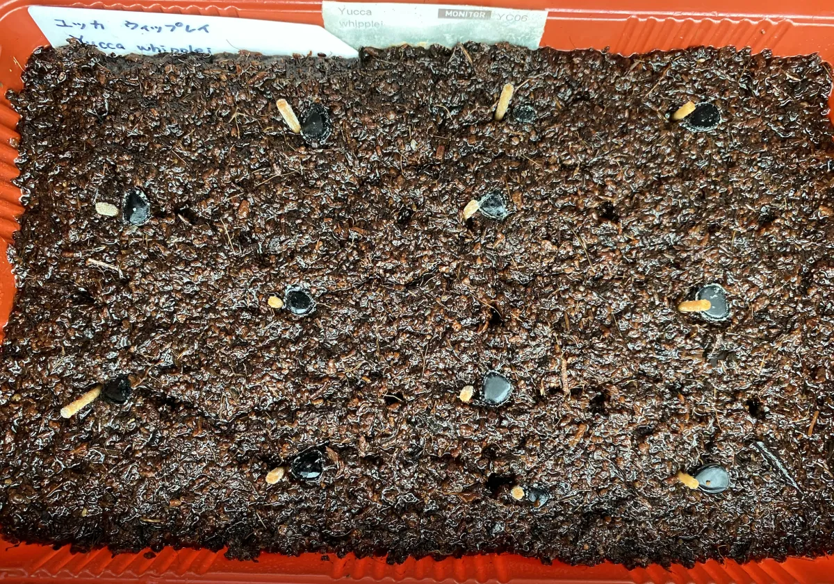 Yucca whipplei (ユッカ ウィップレイ)