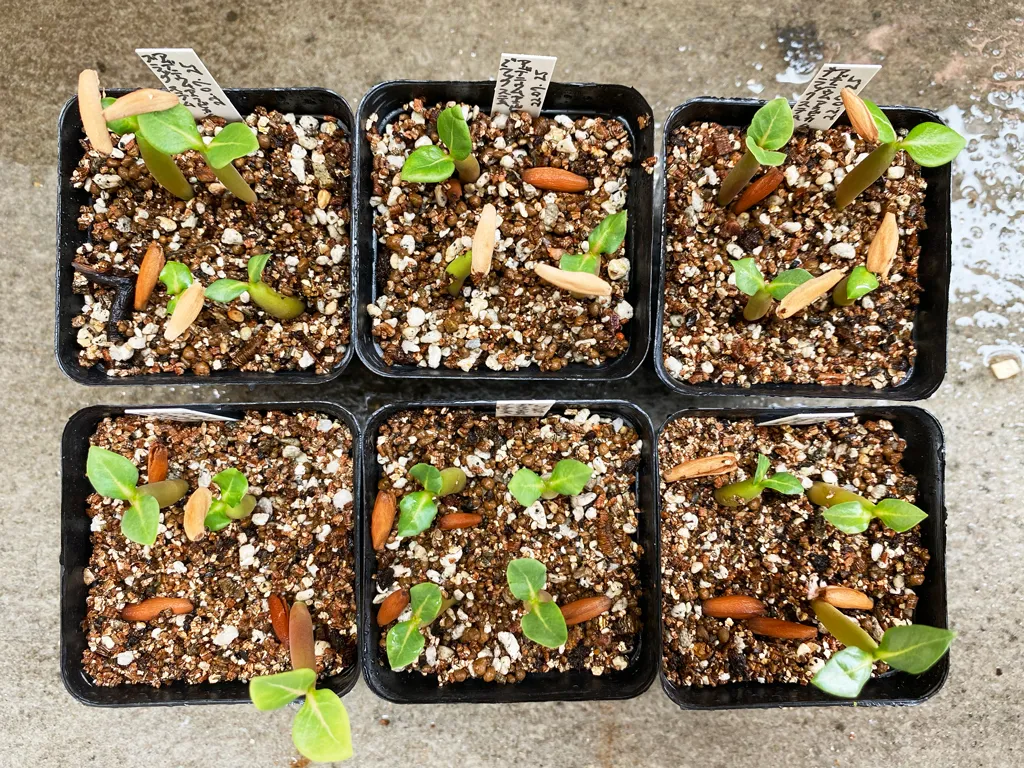 Adenium arabicum Black Stem (アデニウム アラビカム ブラックステム)