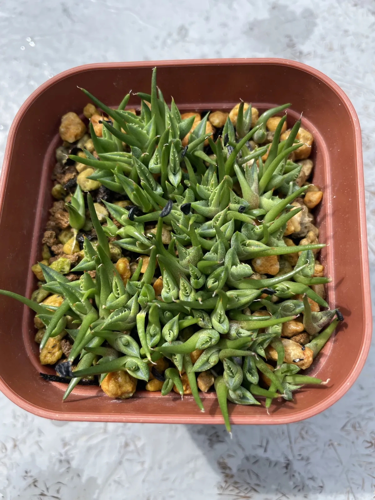 Agave horrida ssp. horrida (アガベ ホリダ)