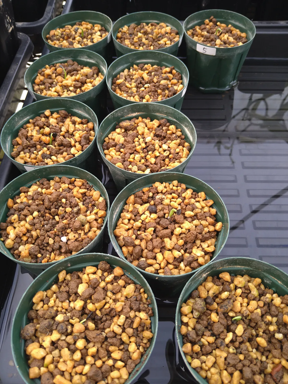 Agave mckelveyana (アガベ マッケルベヤナ)