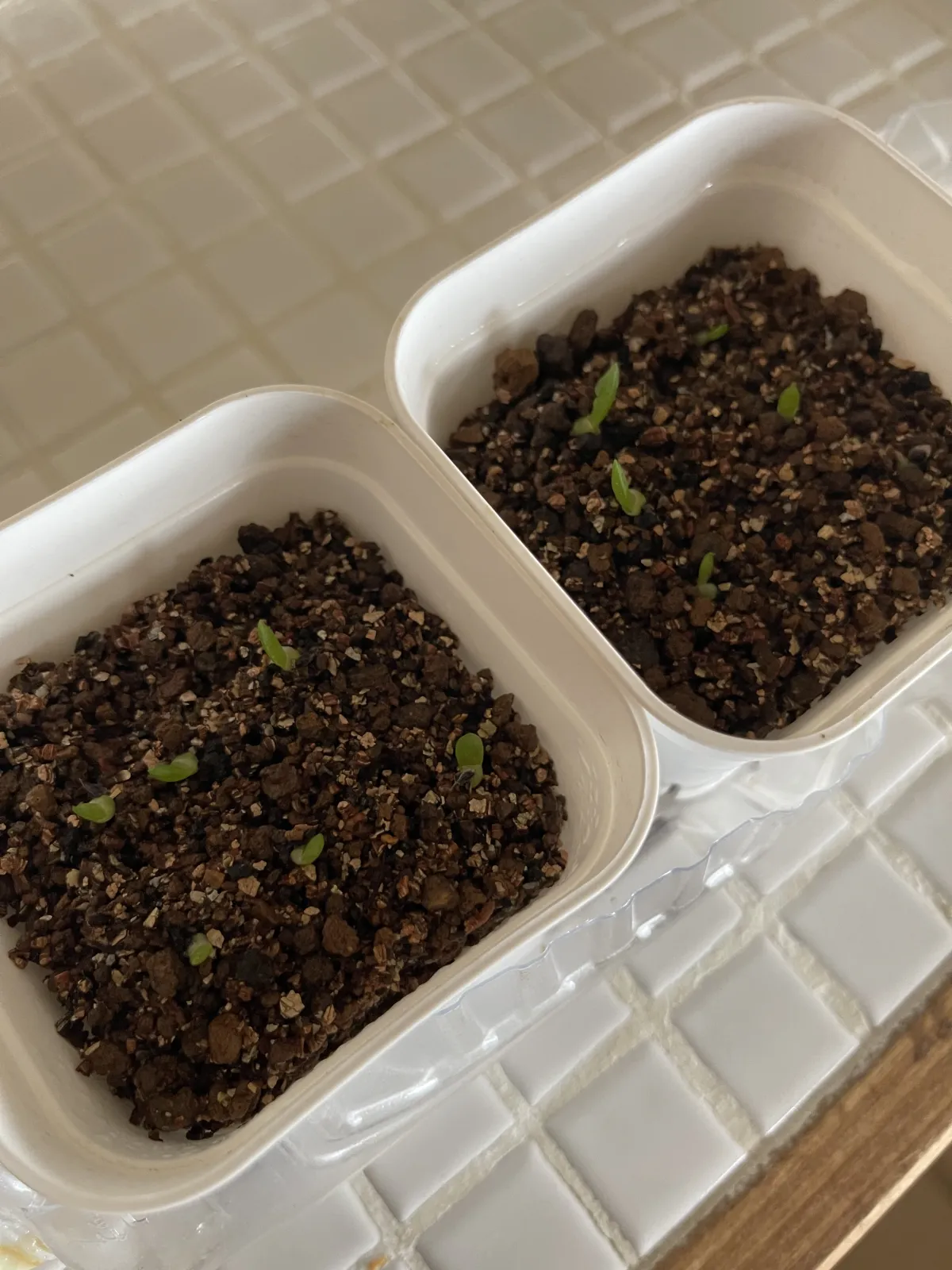 Aloe aculeata (アロエ アクレアータ)