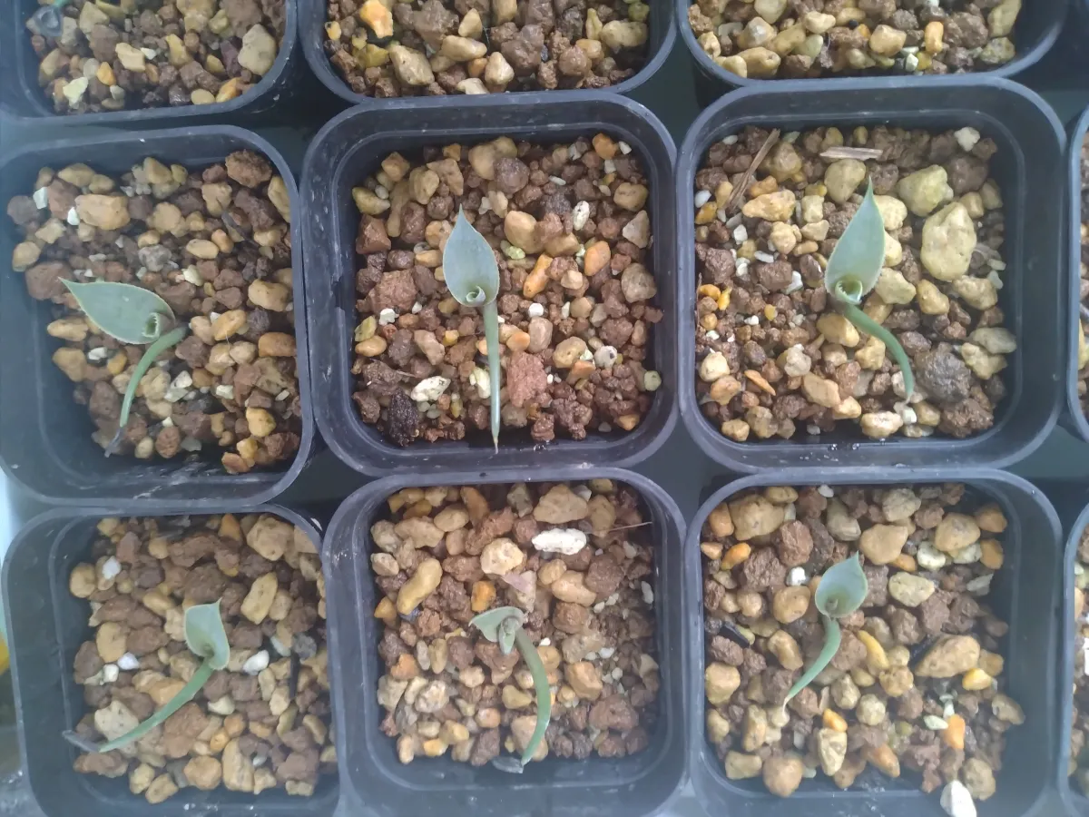 Agave guadalajarana (アガベ グアダラハラナ)