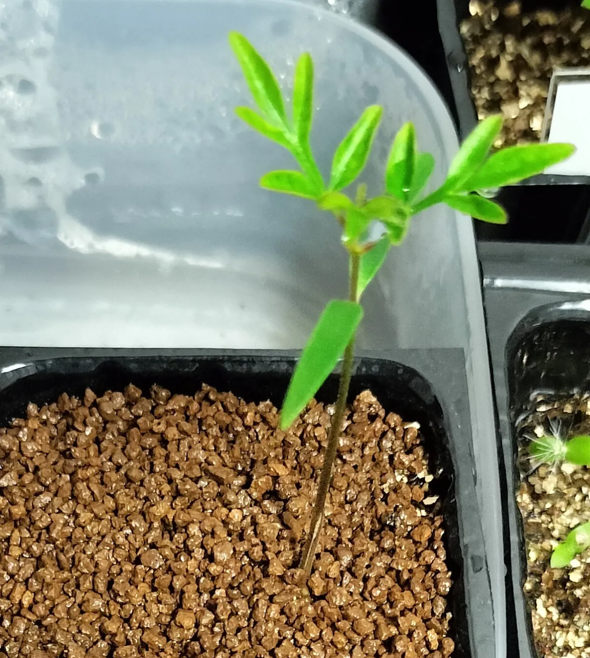 Operculicarya decaryi (オペルクリカリア デカリー)