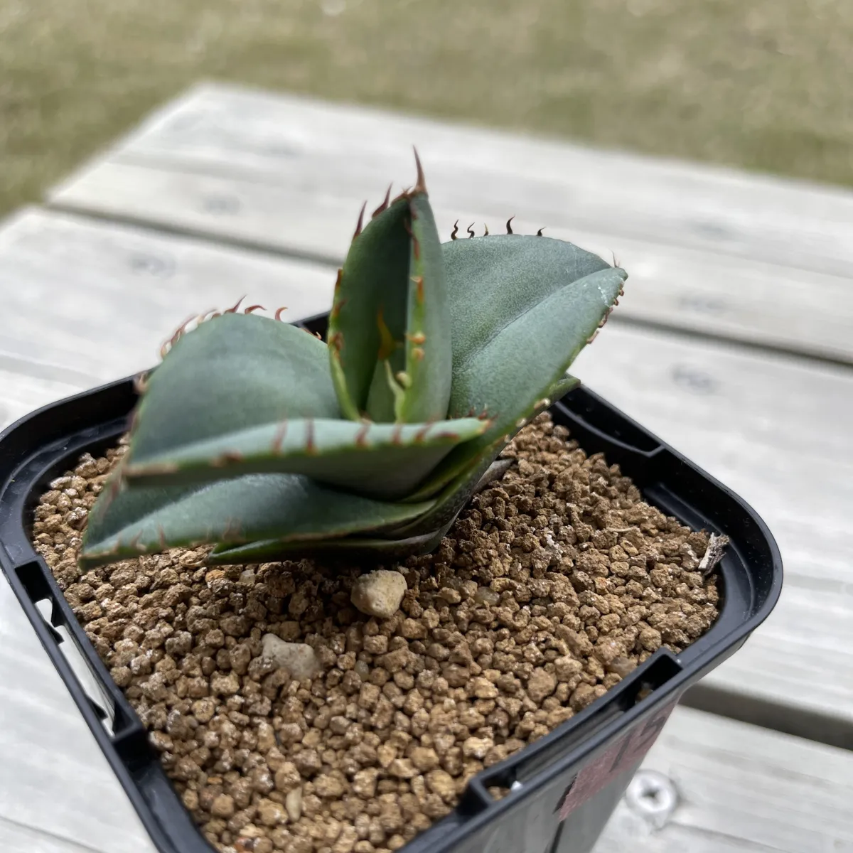 Agave oteroi (アガベ オテロイ)
