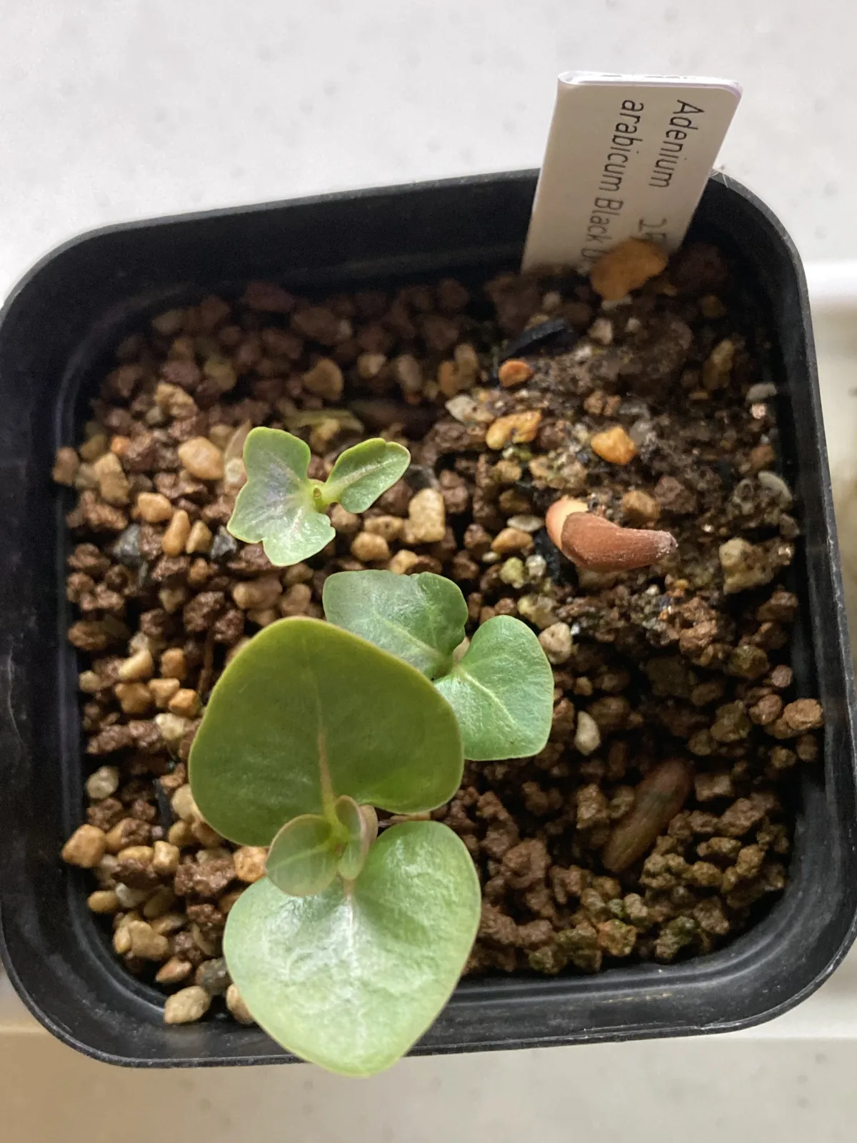 Adenium arabicum 'Black Skin' (アデニウム ブラックドラゴン)