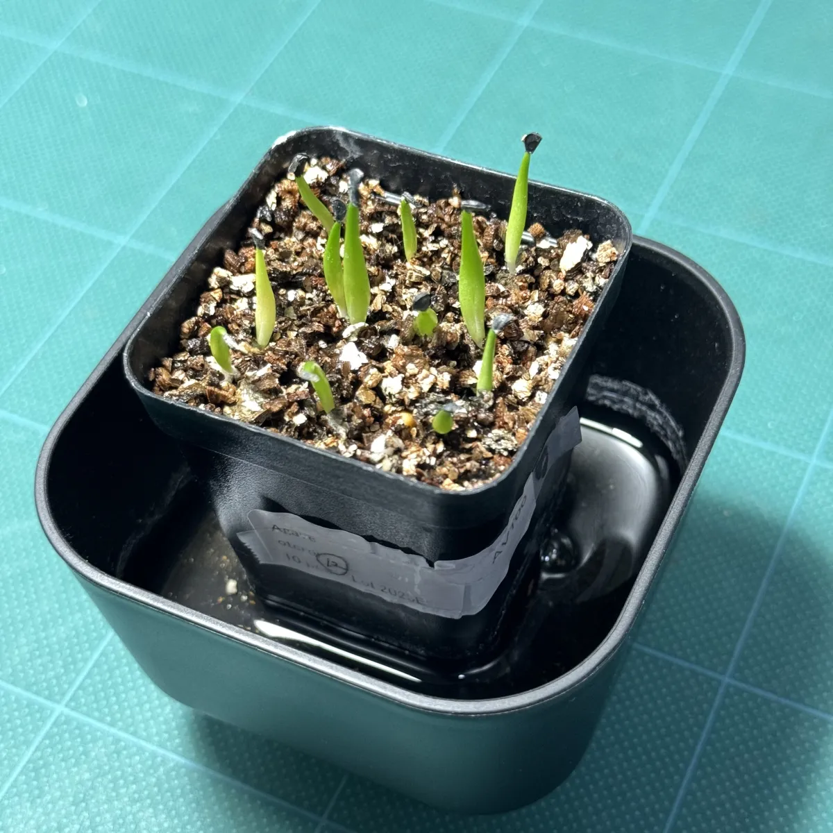 Agave oteroi (アガベ オテロイ)