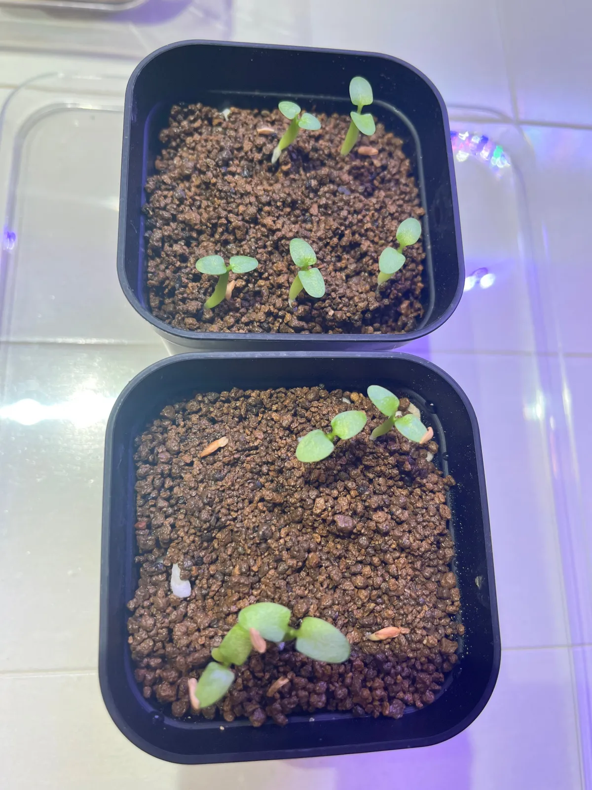 Pachypodium enigmaticum (パキポディウム エニグマチカム)