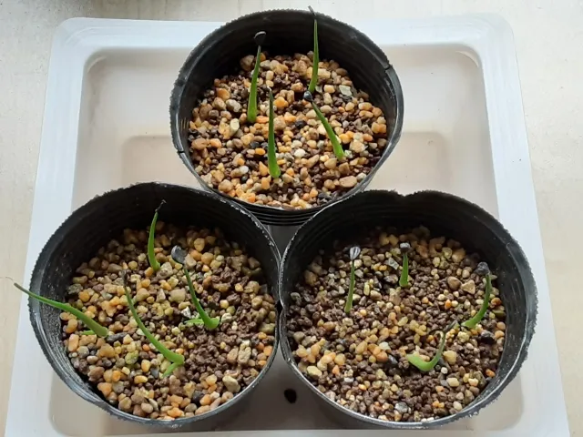 Agave utahensis var. eborispina (アガベ エボリスピナ)