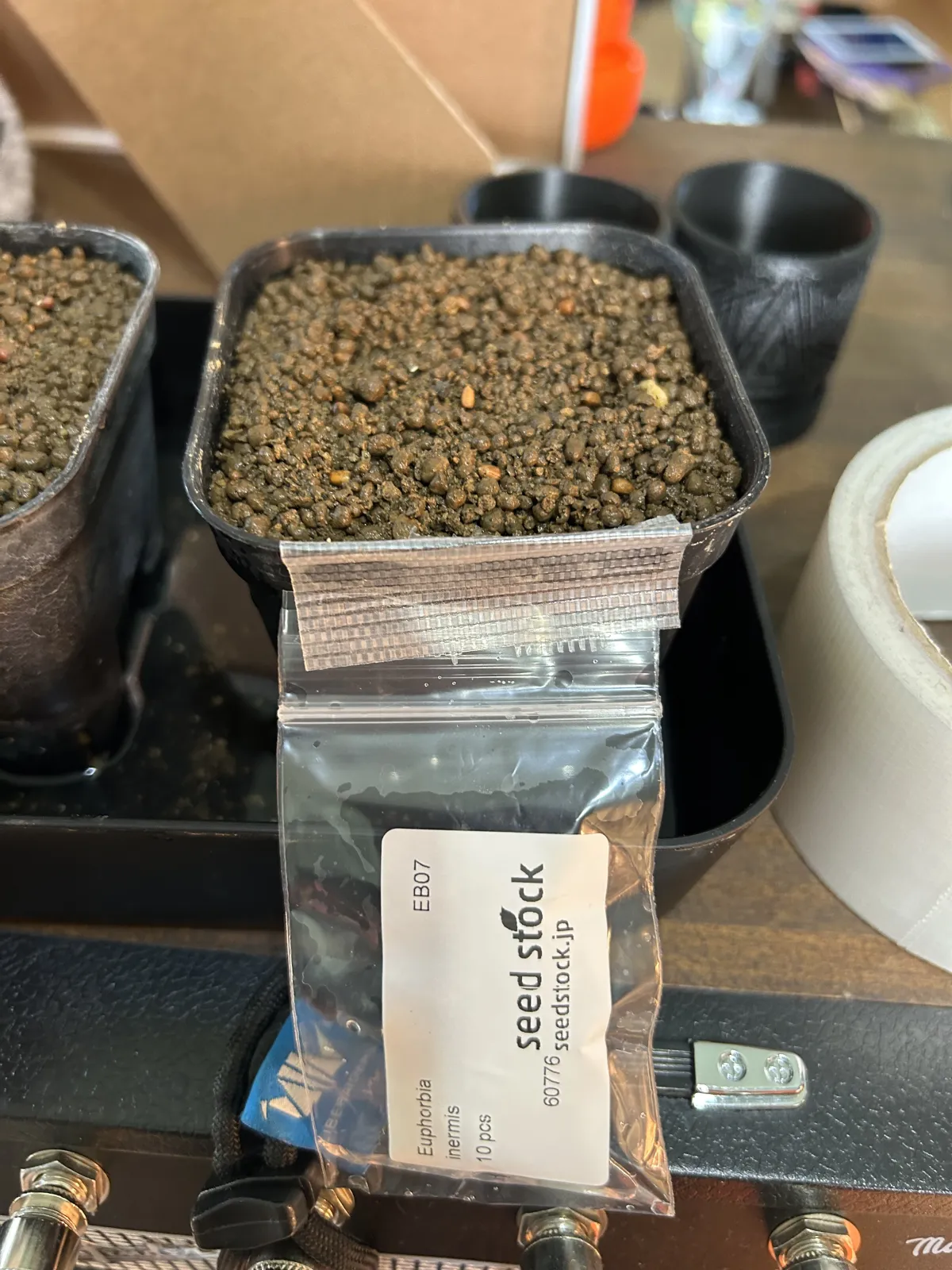 Euphorbia inermis var. huttonae (ユーフォルビア イネルミス 九頭竜)