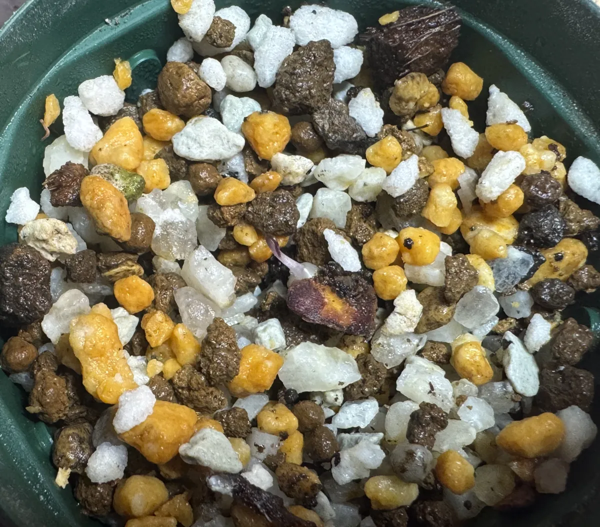 Dioscorea elephantipes (ディオスコレア エレファンティペス アフリカ亀甲竜)