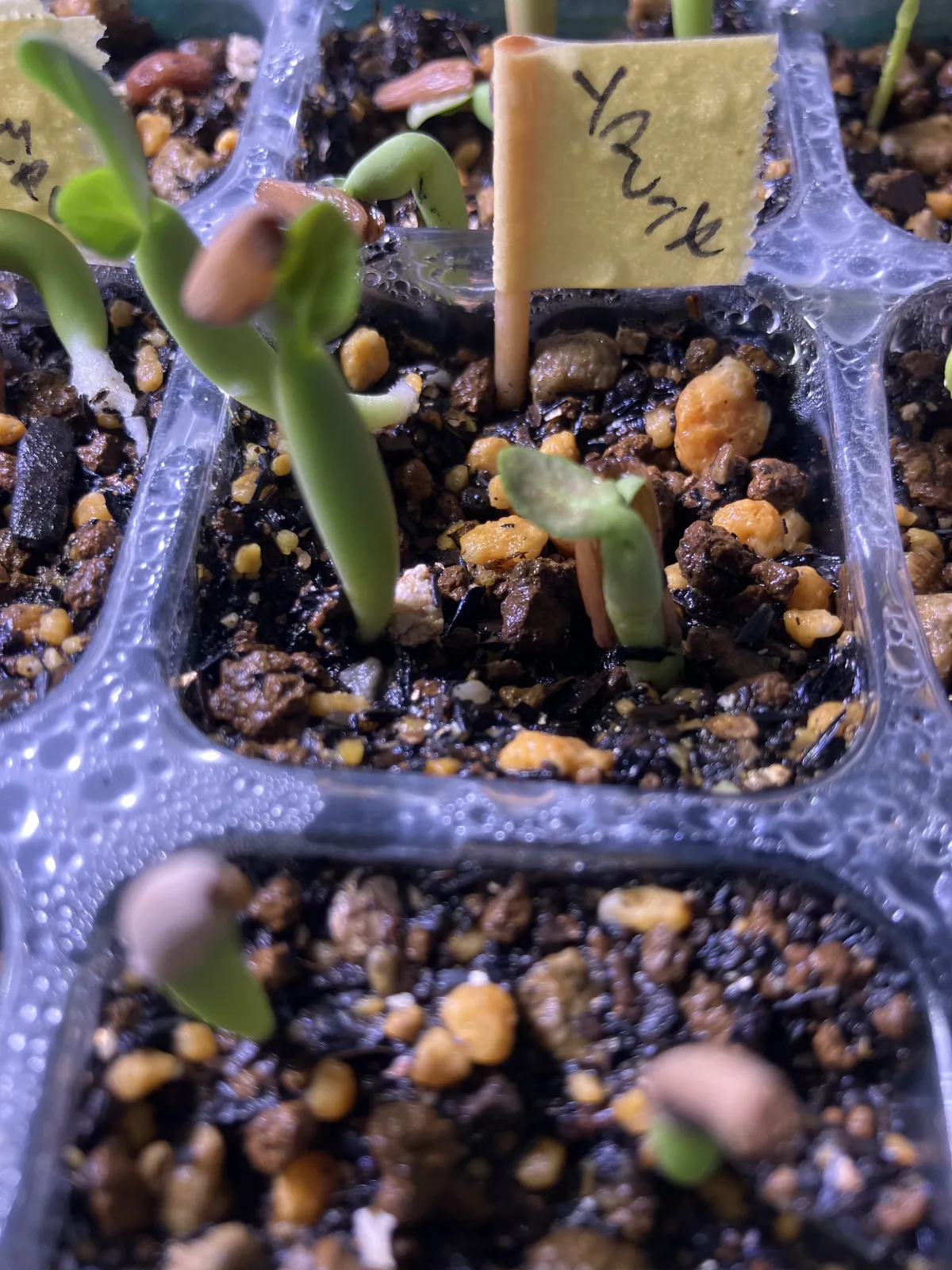 Adenium somalense (アデニウム ソマレンセ)