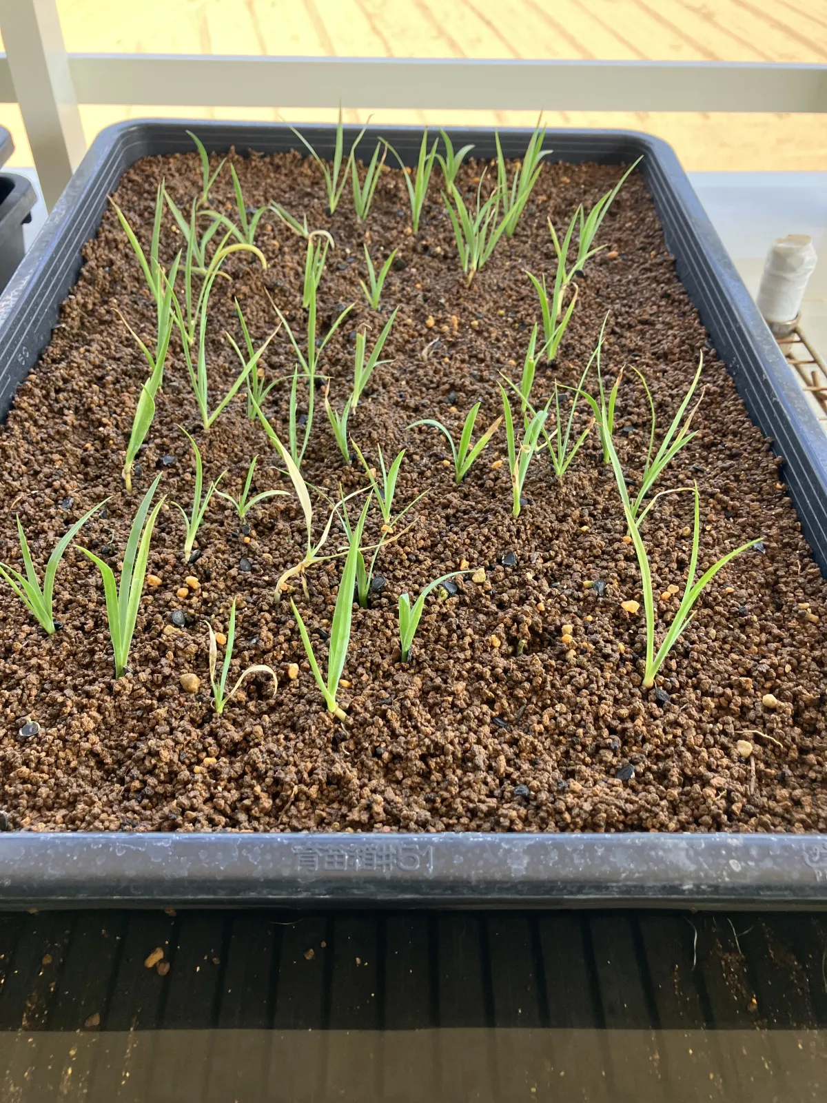 Yucca rostrata (ユッカ ロストラータ)