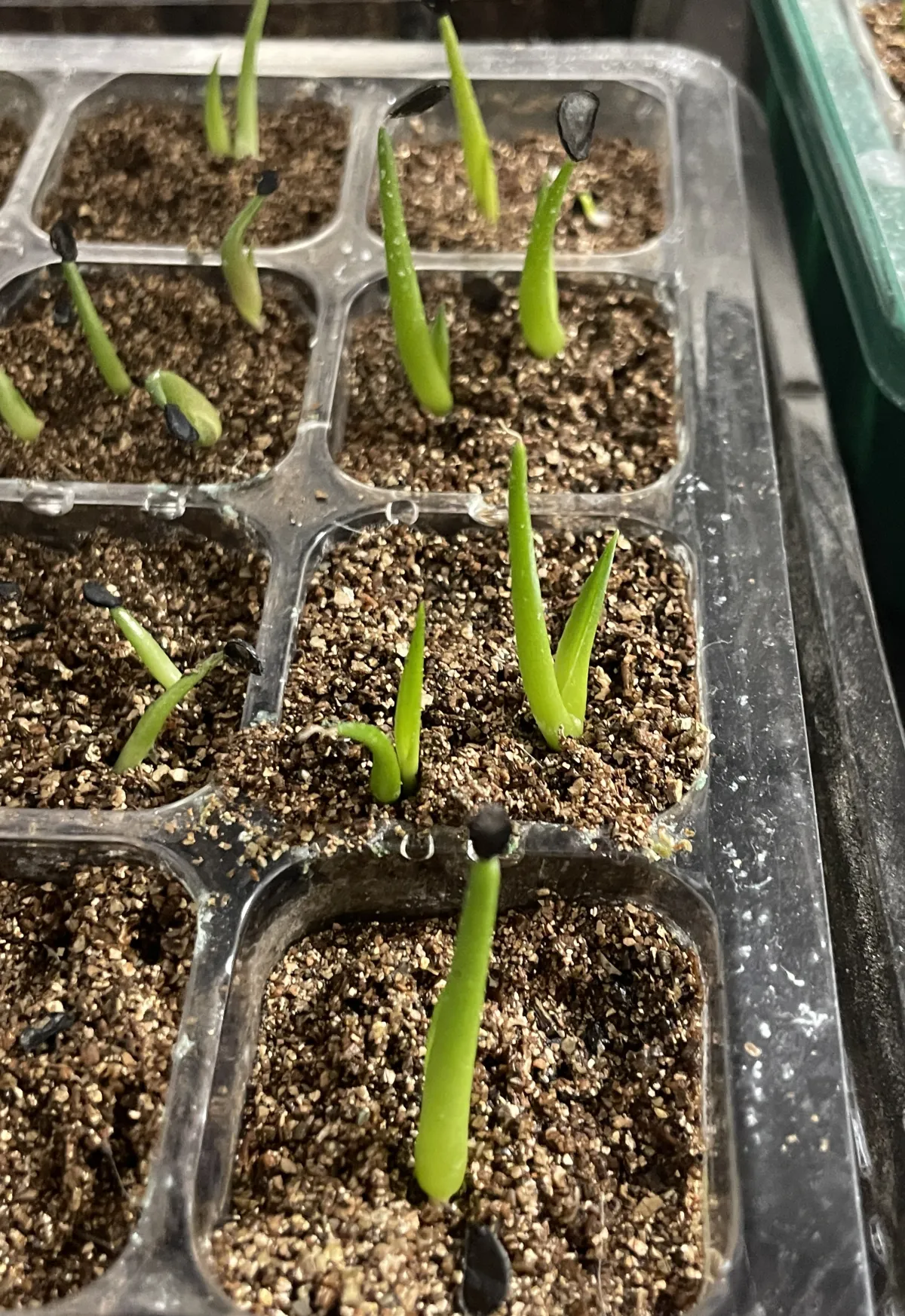 Agave margaritae (アガベ マルガリータ)