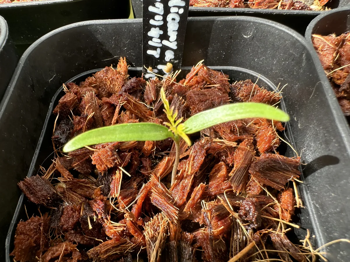 Operculicarya pachypus (オペルクリカリア パキプス)