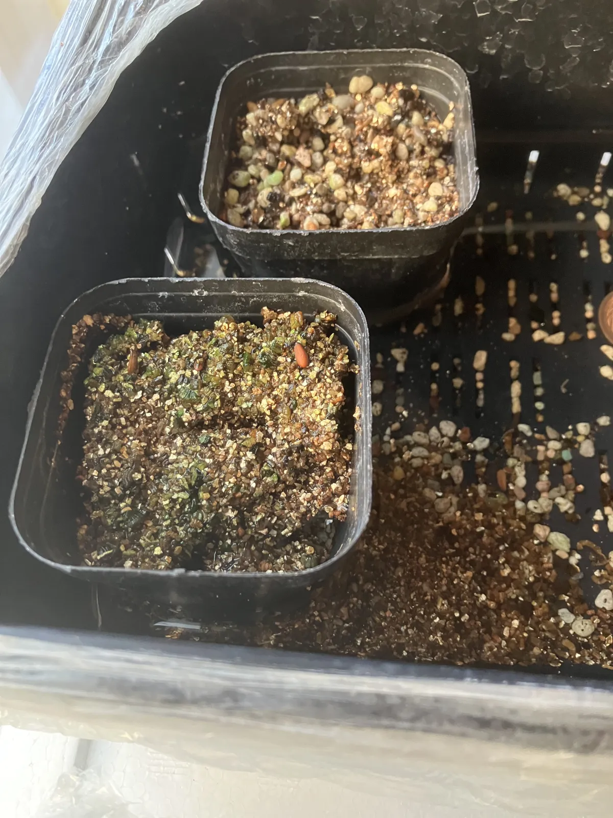 Pachypodium rosulatum var. eburneum (パキポディウム エブレネウム)