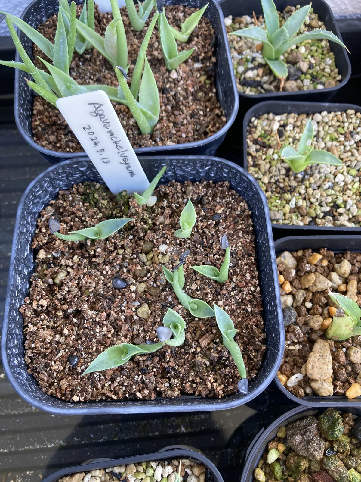 Agave mckelveyana (アガベ マッケルベヤナ)