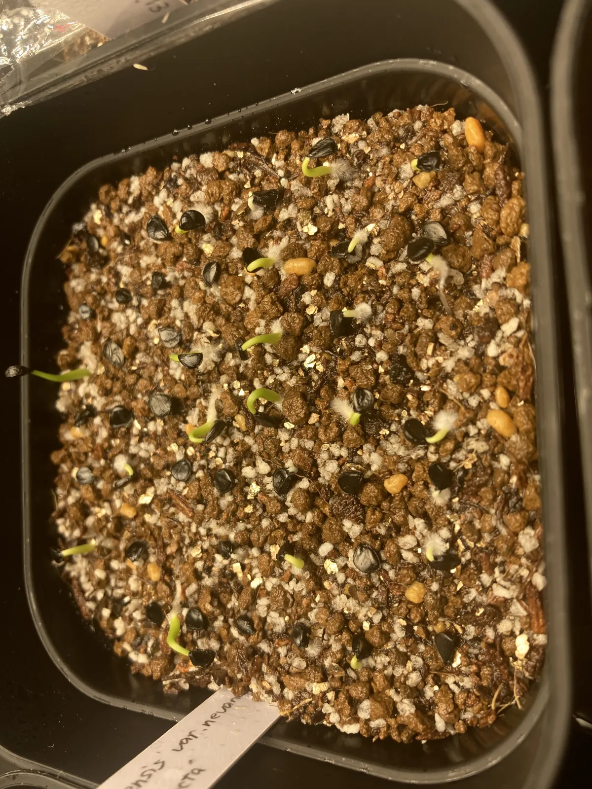 Agave utahensis var. nevadensis 'Compacta' (アガベ ネバデンシス コンパクタ)